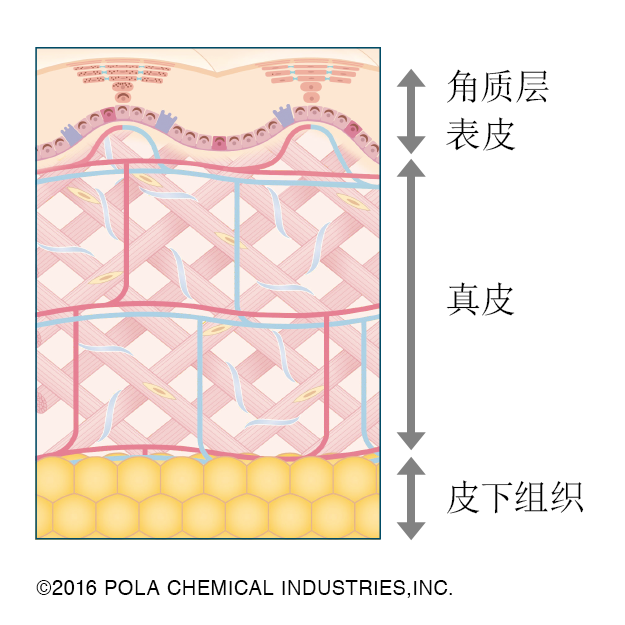 皱纹形成原因
